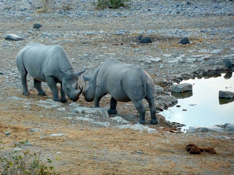 rhinoceros Halali FP.jpg - Rhinocéros à Halali